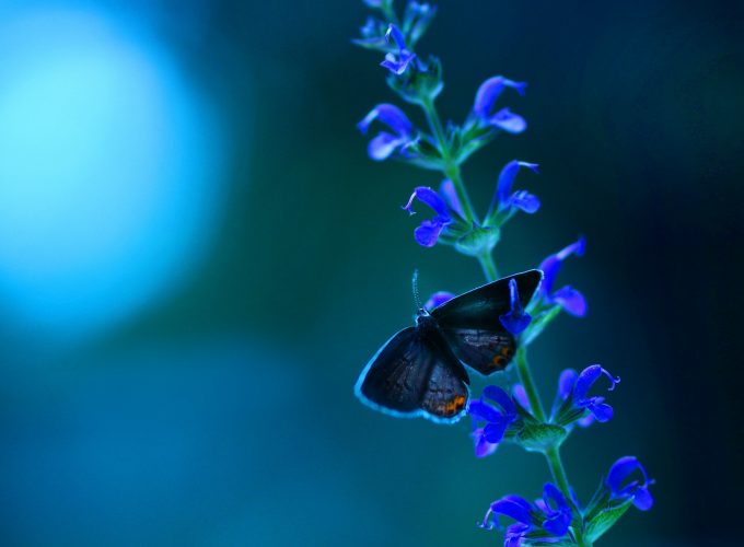 Wallpaper Butterfly, flowers, blue, Animals 4620117809